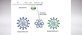 IAQ Vaccine