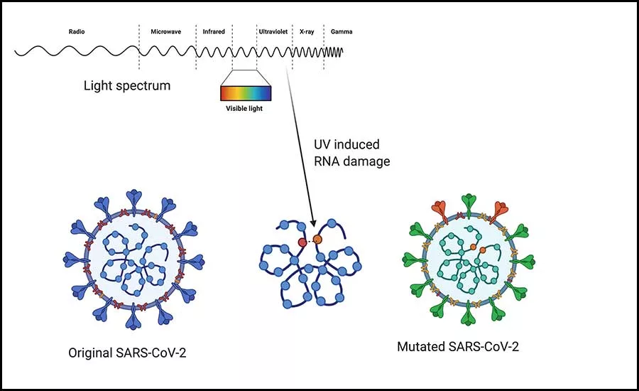 IAQ Vaccine