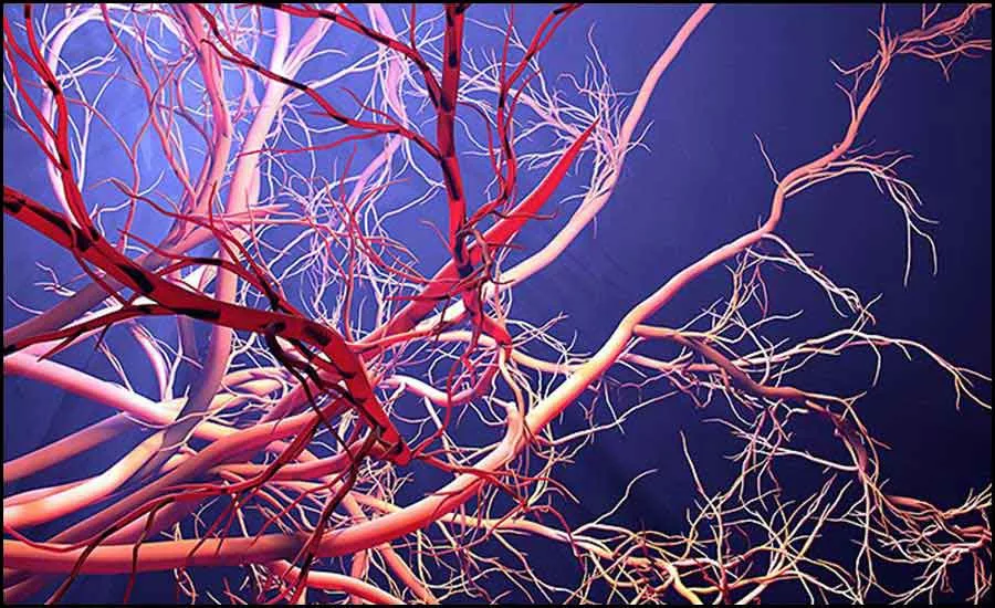Blood Vessels