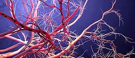 Blood Vessels Blood Vessels