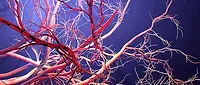 Blood Vessels Blood Vessels