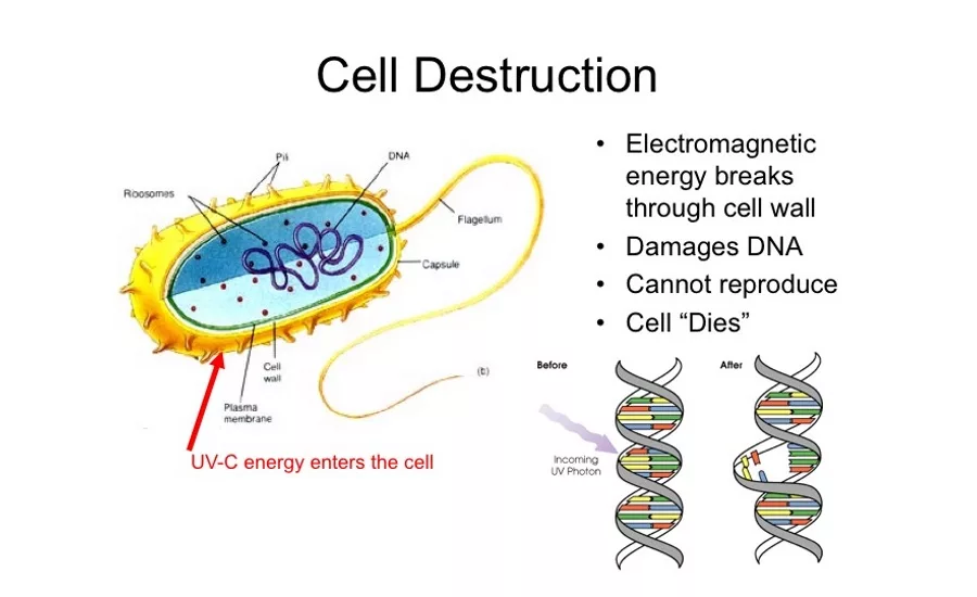 Cell Destruction UV-C