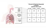 Figure 4: Particles deposited in region