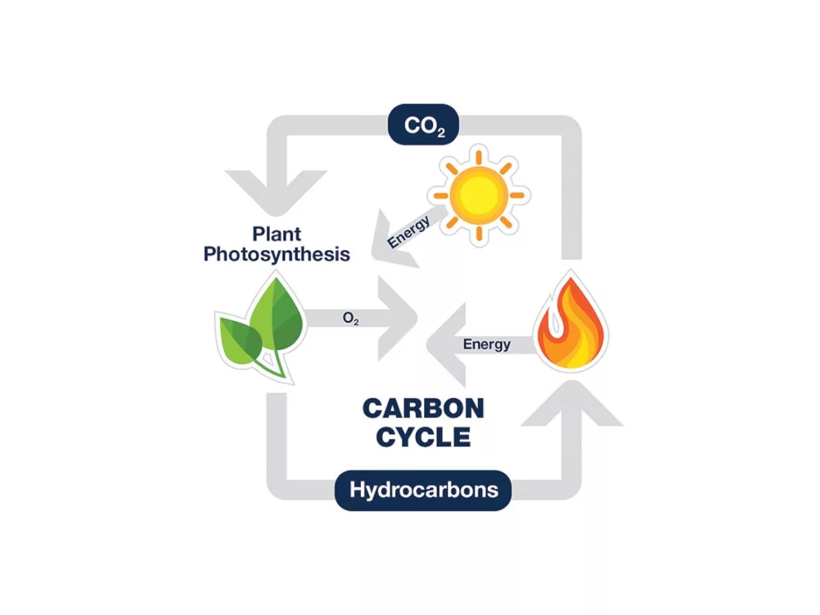 Carbon Cycle