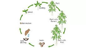 Cannabis Growth Cycle