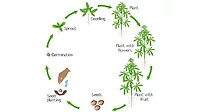 Cannabis Growth Cycle