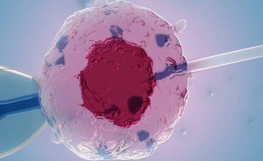 Fertilization